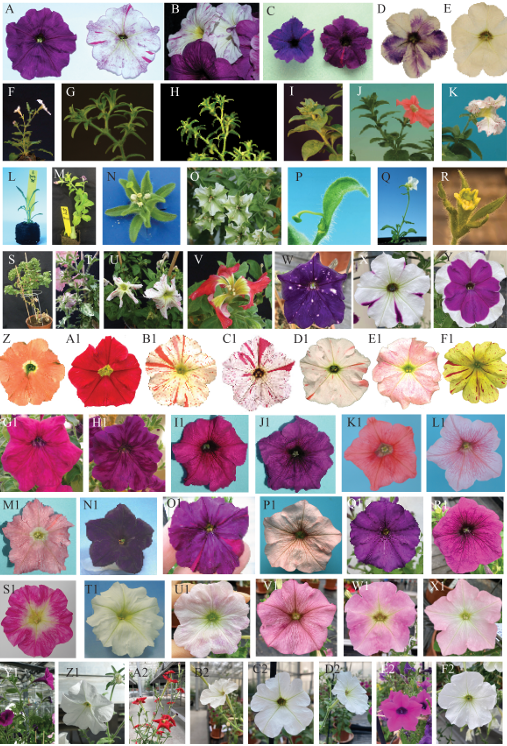 Other varieties