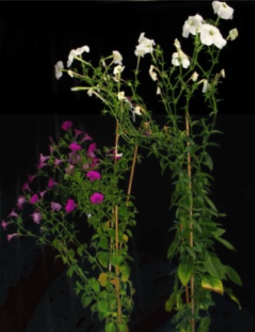 Wild species comparison
